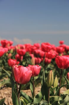 Pink tulips growing on a field, flower bulb industry in Holland