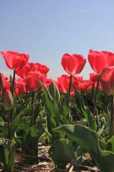 Pink tulips growing on a field, flower bulb industry in Holland