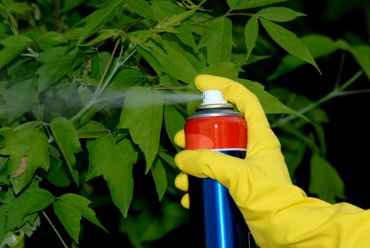 Picture of hand holding spray and spraying leafs of tree.