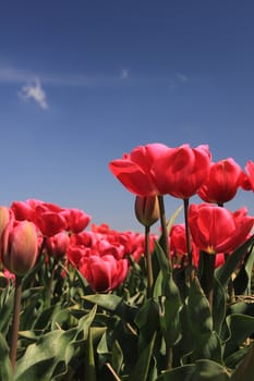 Pink tulips growing on a field, flower bulb industry in Holland