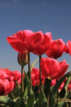 Pink tulips growing on a field, flower bulb industry in Holland