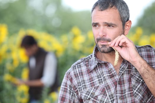 Man chewing piece of straw in a field of sunflowers