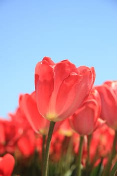 Pink tulips growing on a field, flower bulb industry in Holland