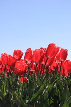 Red tulips on a field against a clear blue sky