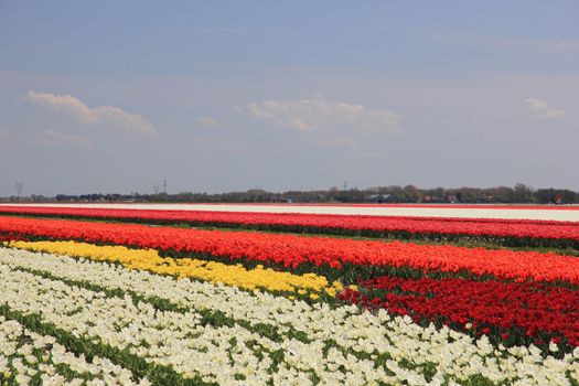 Various colors of tulips growing on fields, flower bulb industry