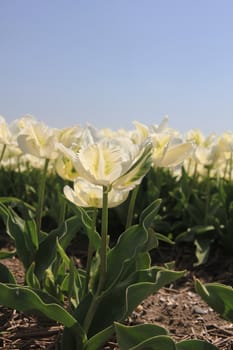 White tulips on a field, flower bulb industry