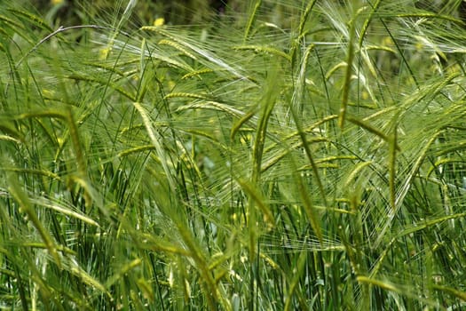 Wild-growing cereals on green meadow in spring