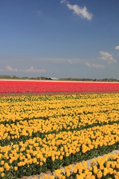 Various colors of tulips growing on fields, flower bulb industry