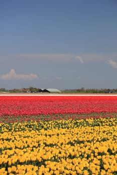 Various colors of tulips growing on fields, flower bulb industry