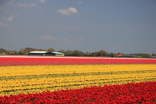 Various colors of tulips growing on fields, flower bulb industry