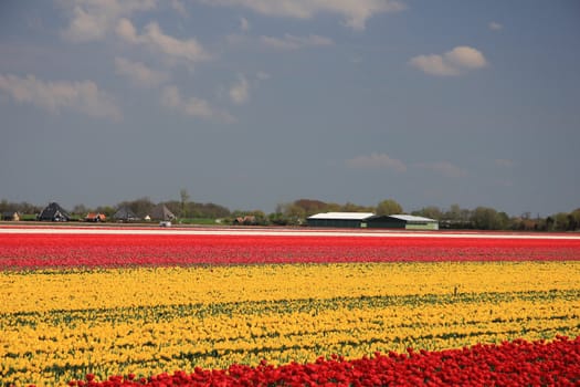 Various colors of tulips growing on fields, flower bulb industry