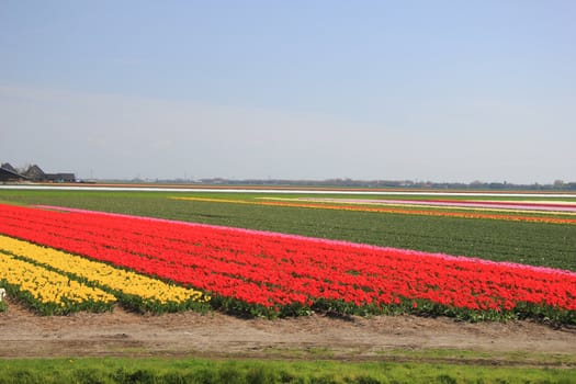 Various colors of tulips growing on fields, flower bulb industry