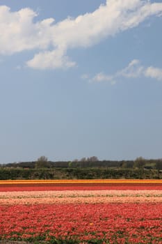 Various colors of tulips growing on fields, flower bulb industry