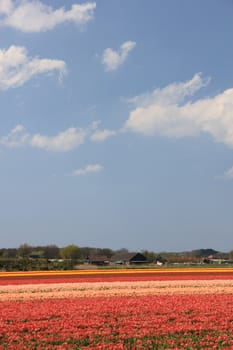 Various colors of tulips growing on fields, flower bulb industry