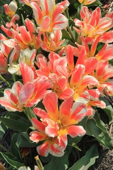 Pink yellow tulips on a field, Dutch flower bulb industry