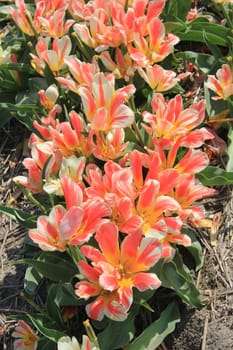 Pink yellow tulips on a field, Dutch flower bulb industry