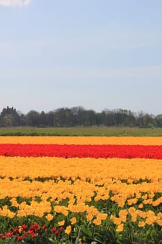 yellow and red tulips on a field, flower bulb industry in Holland