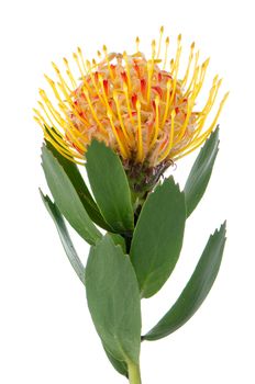 Pincushion Protea isolated on white background.