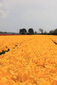 Field full of yellow tulips and a clear blue sky