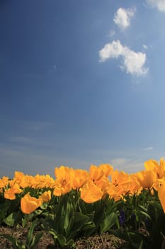 Field full of yellow tulips and a clear blue sky