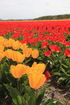 yellow and red tulips on a field, flower bulb industry in Holland