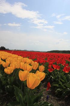 yellow and red tulips on a field, flower bulb industry in Holland