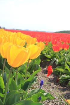 yellow and red tulips on a field, flower bulb industry in Holland