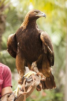 Handler with Beautiful California Golden Eagle Against Foliage Background.