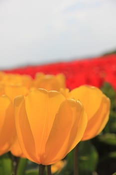Almost transparent yellow tulips growing on a field