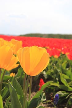 Almost transparent yellow tulips growing on a field