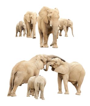 Set of Baby and Adult Elephants Isolated on a White Background.