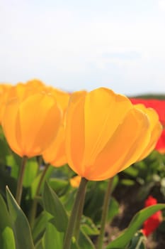 Almost transparent yellow tulips growing on a field