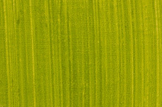 Green painted wood board background.