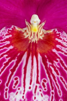 Closeup of beautiful Pansy Orchid - Miltonia Lawless Falls  flowers.