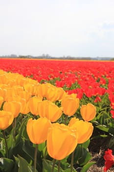 yellow and red tulips on a field, flower bulb industry in Holland