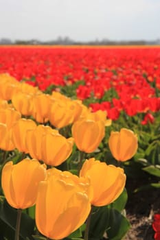 yellow and red tulips on a field, flower bulb industry in Holland