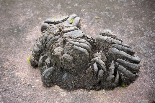 Remainder feces wild gaur on rock, Kuiburi national park, Thailand