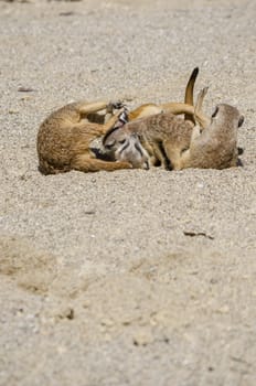 Group of suricates playing in the sand.