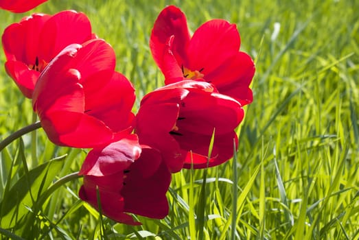 Spring red tulips over green meadow background