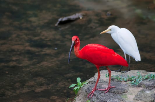 red ibis and white cattle egret birds wait by waters edge