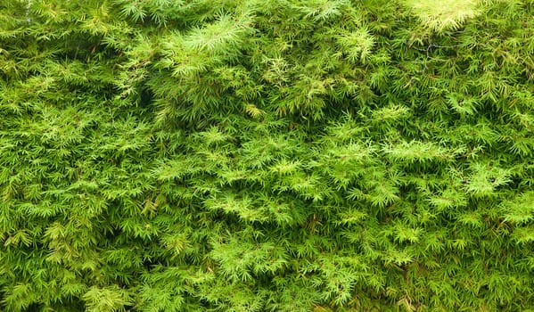 a green hedge plant background texture image