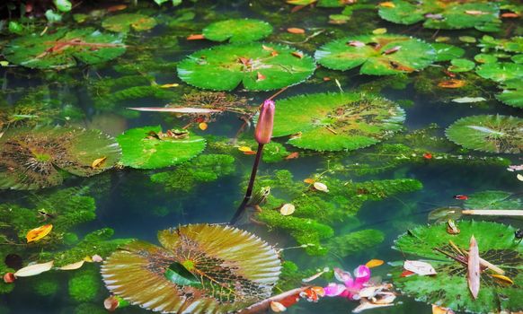 plants frogs and lilypads in this pond