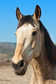 Portrait of a white horse, and brown horse in the background