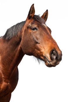 Portrait of a brown horse isolated on white background.