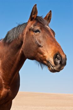 Portrait of a beautiful brown horse.