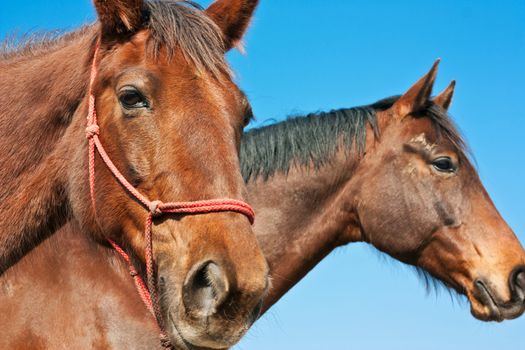 Portrait of two brown horses in profile.