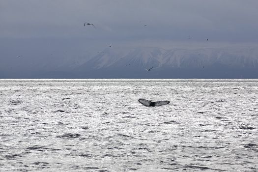 Whale tail in the waters outside Reykjavik, mountains in the background