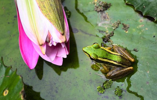 Green frog with yellow stripes in its natural habitat