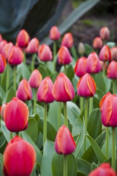 The spring red tulip in flower field
