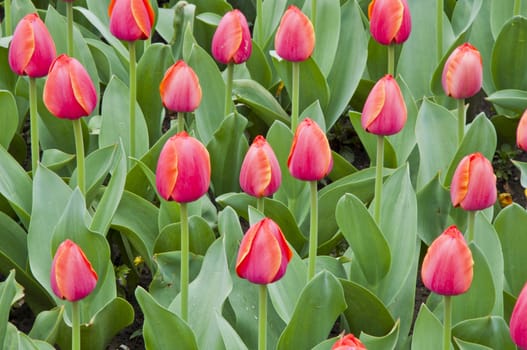 The spring red tulip in flower field